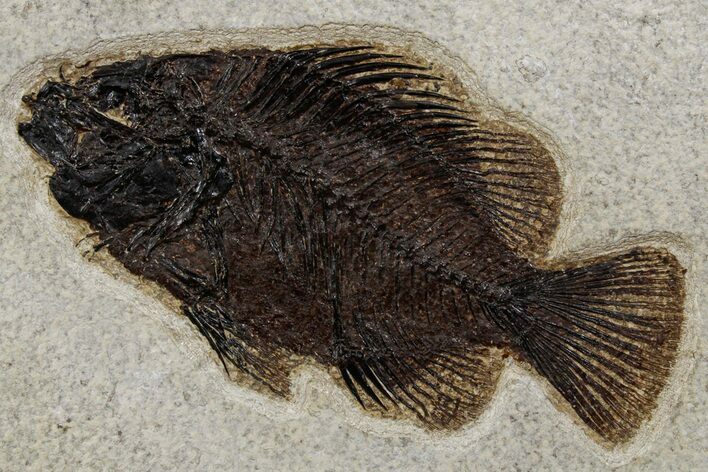 Detailed Fossil Fish (Cockerellites) - Wyoming #349263